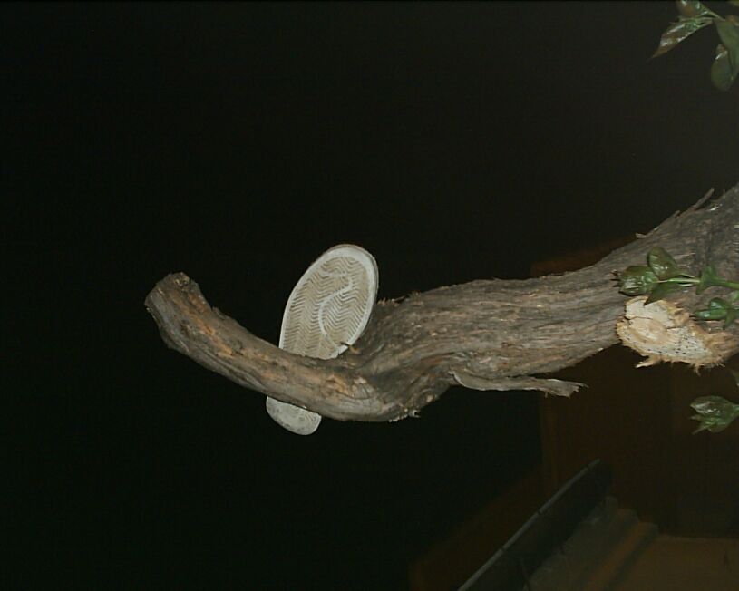 zapato en las alturas41.jpg